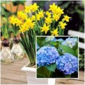 Nhà đẹp - Hoa, cây cảnh chứa độc đe dọa sức khỏe