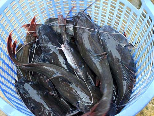 nuoi ca lang o dong nai thu lai ca ti dong - 1