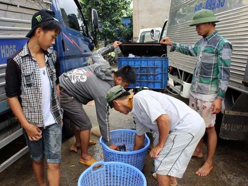 nuoi ca lang o dong nai thu lai ca ti dong - 3