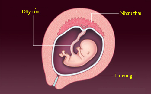 'Rõ từng milimet' quá trình thụ thai - 10