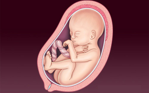 'Rõ từng milimet' quá trình thụ thai - 13