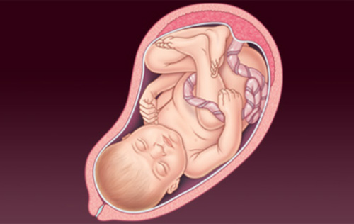 'Rõ từng milimet' quá trình thụ thai - 15