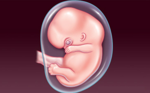 'Rõ từng milimet' quá trình thụ thai - 9