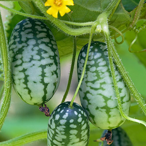 Cách trồng dưa hấu mini mexico - 5