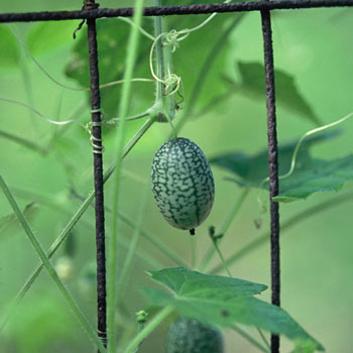 Cách trồng dưa hấu mini mexico - 3