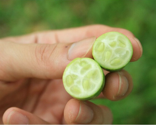 Cách trồng dưa hấu mini mexico - 7