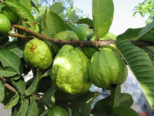 hoi mieng, sau nhuc rang se bien mat ngay chi nho nguyen lieu don gian nay - 1