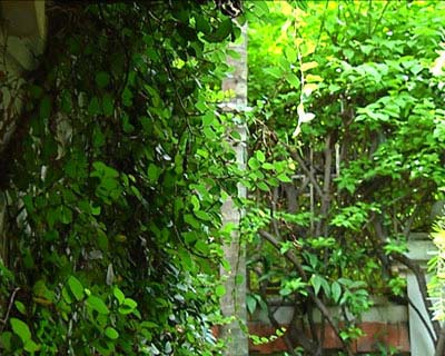 Diva Hồng Nhung và ngôi nhà ngập tràn thiên nhiên - 3