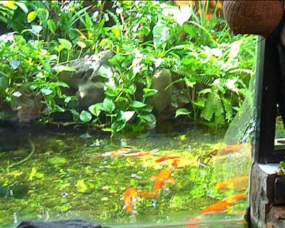 Diva Hồng Nhung và ngôi nhà ngập tràn thiên nhiên - 7