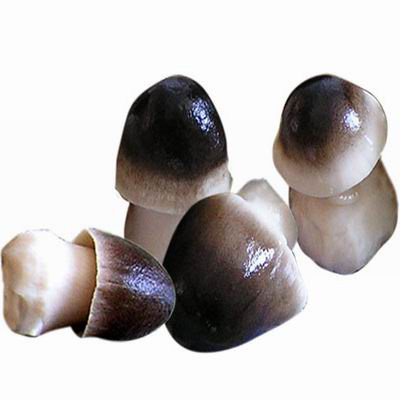 Dinh dưỡng từ nấm và cách phân loại - 1