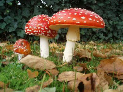 Dinh dưỡng từ nấm và cách phân loại - 6