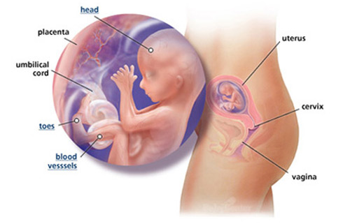 Ngắm thai nhi phát triển trong bụng mẹ (P.1) - 13