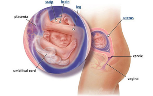 Ngắm thai nhi phát triển trong bụng mẹ (P.1) - 16