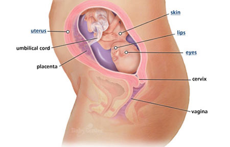 Ngắm thai nhi phát triển trong bụng mẹ (P.2) - 3