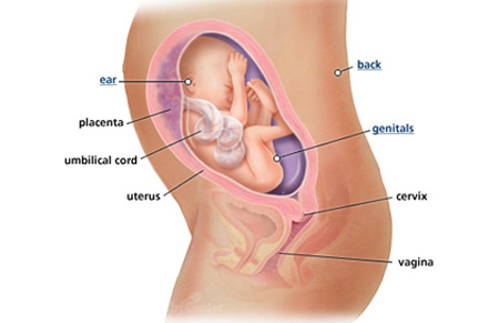 Ngắm thai nhi phát triển trong bụng mẹ (P.2) - 7