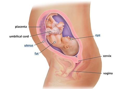 Ngắm thai nhi phát triển trong bụng mẹ (P.2) - 9