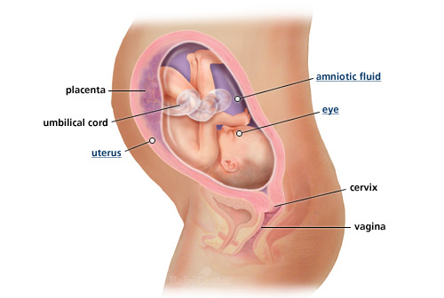 Ngắm thai nhi phát triển trong bụng mẹ (P.2) - 10