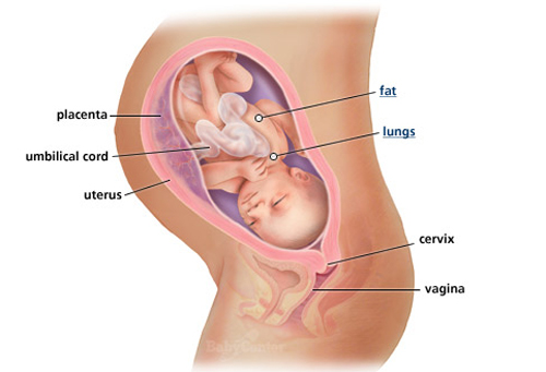 Ngắm thai nhi phát triển trong bụng mẹ (P.2) - 14