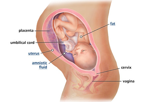 Ngắm thai nhi phát triển trong bụng mẹ (P.2) - 15