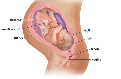 Ngắm thai nhi phát triển trong bụng mẹ (P.2) - 19