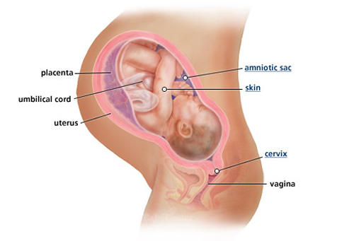 Ngắm thai nhi phát triển trong bụng mẹ (P.2) - 20