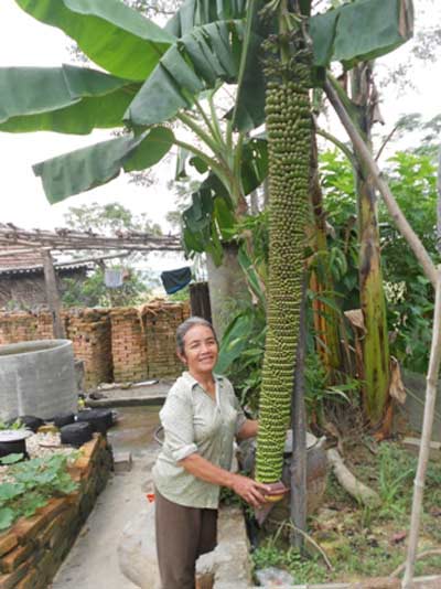 Đổ xô đi xem buồng chuối trổ hơn 200 nải - 1
