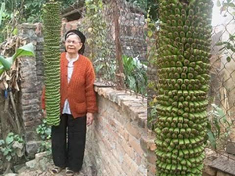 Đổ xô đi xem buồng chuối trổ hơn 200 nải - 2