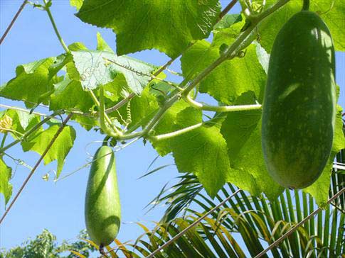 Bài thuốc từ bí đao chữa bệnh tiểu đường - 1