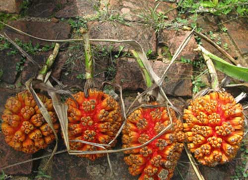 Công dụng tuyệt vời từ dứa dại - 2