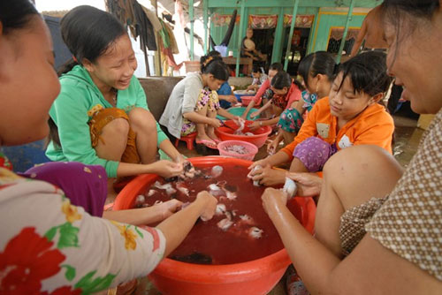 can canh cho chuot beo mam o mien tay - 9