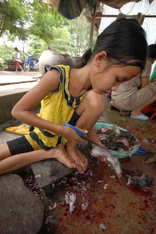 can canh cho chuot beo mam o mien tay - 10