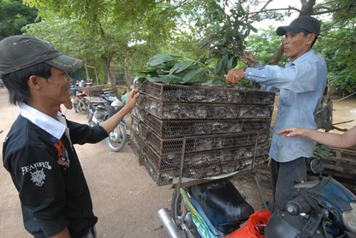 can canh cho chuot beo mam o mien tay - 2