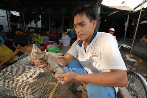 can canh cho chuot beo mam o mien tay - 7