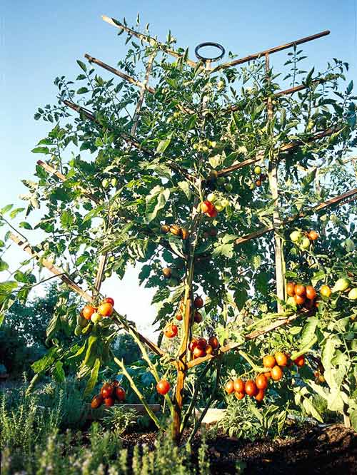 Muôn kiểu trồng cà chua cho hàng xóm 'sốc' - 7