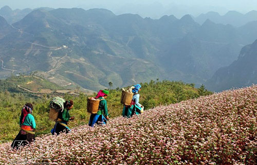 xieu long ngam hoa tam giac mach vao mua - 10
