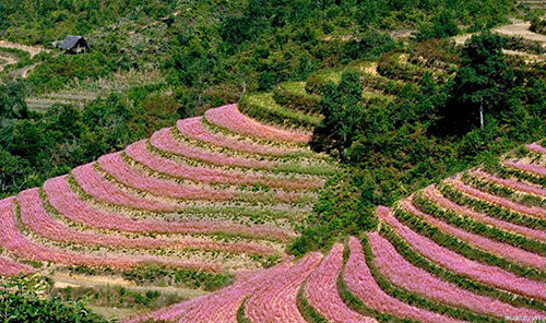 xieu long ngam hoa tam giac mach vao mua - 4