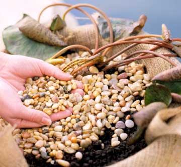 6 bước trồng hoa Súng cực 'đỉnh' - 6
