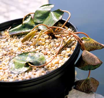 6 bước trồng hoa Súng cực 'đỉnh' - 7
