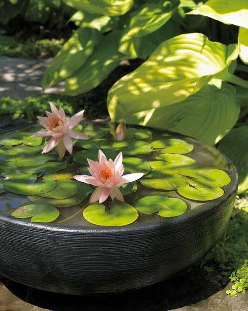 6 bước trồng hoa Súng cực 'đỉnh' - 9
