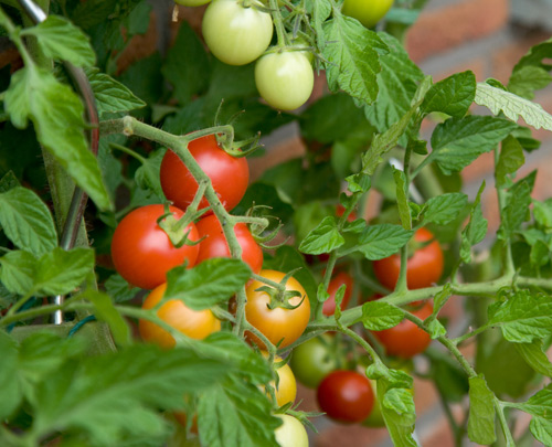 bí quyết trồng cà chua