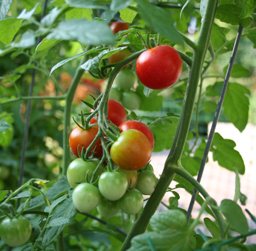 bí quyết trồng cà chua