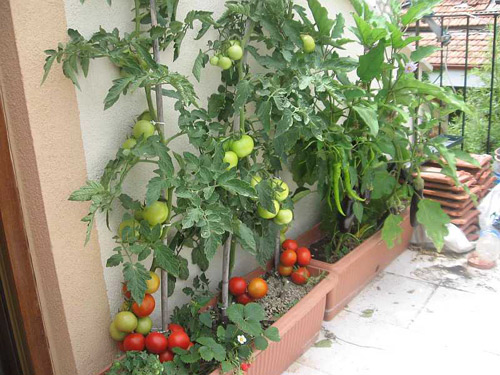 10 bí quyết trồng cà chua tại nhà mau lớn - 13