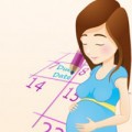 Bà bầu - Tính ngày dự sinh "chuẩn không cần chỉnh"