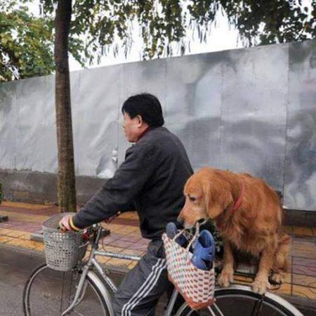 cuoi 'da doi' voi hinh anh doc ve cho - 10