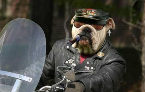 cuoi 'da doi' voi hinh anh doc ve cho - 9