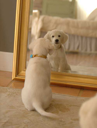 cuoi 'da doi' voi hinh anh doc ve cho - 7