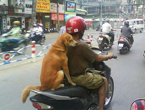 cuoi 'da doi' voi hinh anh doc ve cho - 5