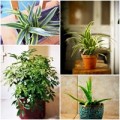 Nhà đẹp - 9 loại cây cảnh hút khí độc cực tốt