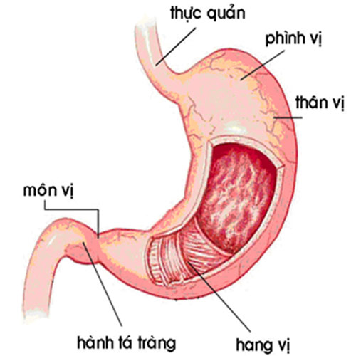 nguoi 40-49 tuoi de bi viem da day man tinh - 1