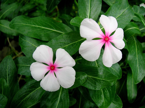 7 loài hoa tuyệt đẹp tô điểm ban công - 1